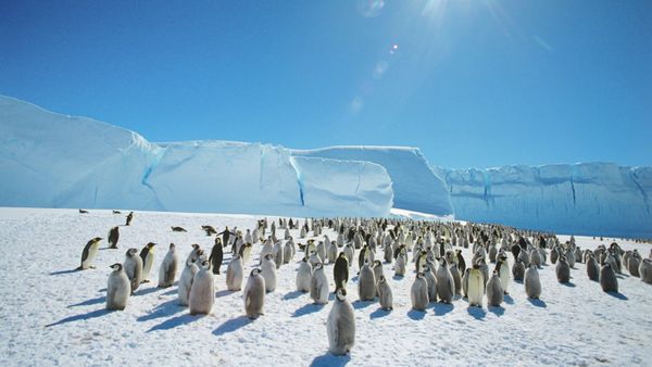 Emperor penguins near the Mirny Soviet Antarctic research station, 1989 - Sputnik International