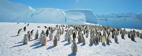 Emperor penguins near the Mirny Soviet Antarctic research station, 1989 - Sputnik International