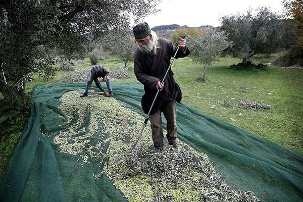 Greek Orthodox Priest Dimitris Vlasopoulos collects olives from a canvas tarp in Kalo Pedi village, west of Athens. - Sputnik International