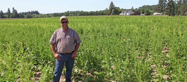 Food and Farm GMO Crop Mapping Food and Farm GMO Crop Mapping - Sputnik International