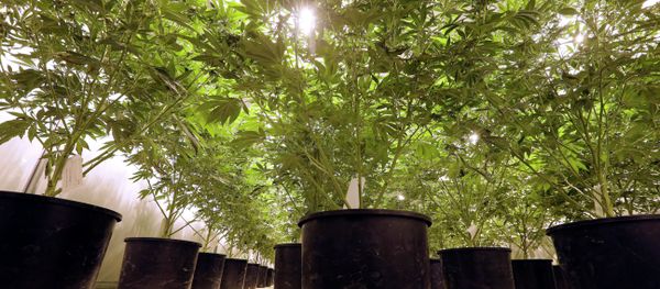 In this photo taken Tuesday, Jan. 13, 2015, marijuana plants sit under powerful growing lamps at the Pioneer Production and Processing marijuana growing facility in Arlington, Wash. Washington’s second-in-the-nation legal marijuana market opened last summer to a dearth of weed, with some stores periodically closed because they didn’t have pot to sell and prices were through the roof. Six months later, the equation has flipped, bringing serious growing pains to the new industry. Prices are starting to come down in the state’s licensed pot shops, but due to a glut, growers are struggling to sell their marijuana. In this photo taken Tuesday, Jan. 13, 2015, marijuana plants sit under powerful growing lamps at the Pioneer Production and Processing marijuana growing facility in Arlington, Wash. Washington’s second-in-the-nation legal marijuana market opened last summer to a dearth of weed, with some stores periodically closed because they didn’t have pot to sell and prices were through the roof. Six months later, the equation has flipped, bringing serious growing pains to the new industry. Prices are starting to come down in the state’s licensed pot shops, but due to a glut, growers are struggling to sell their marijuana. - Sputnik International