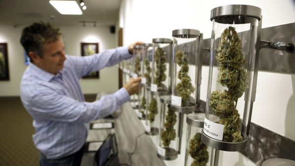 In this Nov. 5, 2014, file photo, Shane McKee, co-founder of Shango Premium Cannabis medical marijuana dispensary, pulls a sample from their display of cannabis flowers in Portland, Ore. Oregon voters have spoken on marijuana legalization and now legislators want their say. Though the legislative session is more than two weeks away, lawmakers have already introduced more than a dozen bills related to pot. - Sputnik International