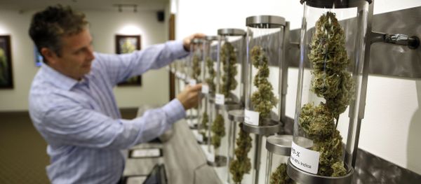 In this Nov. 5, 2014, file photo, Shane McKee, co-founder of Shango Premium Cannabis medical marijuana dispensary, pulls a sample from their display of cannabis flowers in Portland, Ore. Oregon voters have spoken on marijuana legalization and now legislators want their say. Though the legislative session is more than two weeks away, lawmakers have already introduced more than a dozen bills related to pot. In this Nov. 5, 2014, file photo, Shane McKee, co-founder of Shango Premium Cannabis medical marijuana dispensary, pulls a sample from their display of cannabis flowers in Portland, Ore. Oregon voters have spoken on marijuana legalization and now legislators want their say. Though the legislative session is more than two weeks away, lawmakers have already introduced more than a dozen bills related to pot. - Sputnik International