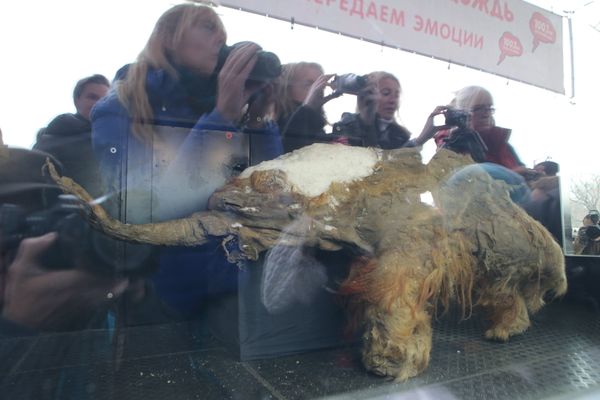 Baby Mammoth Yuka on Display in Moscow Baby Mammoth Yuka on Display in Moscow - Sputnik International