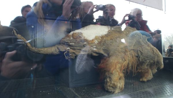 Baby Mammoth Yuka on Display in Moscow - Sputnik International