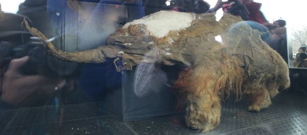 Baby Mammoth Yuka on Display in Moscow - Sputnik International