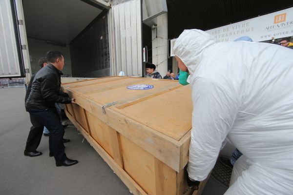 Baby Mammoth Yuka on Display in Moscow Baby Mammoth Yuka on Display in Moscow - Sputnik International