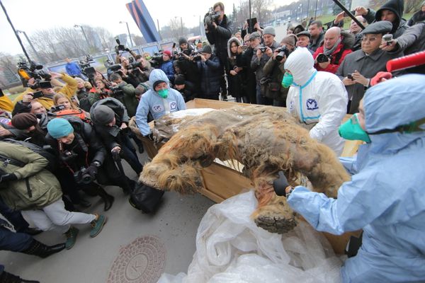 Baby Mammoth Yuka on Display in Moscow Baby Mammoth Yuka on Display in Moscow - Sputnik International