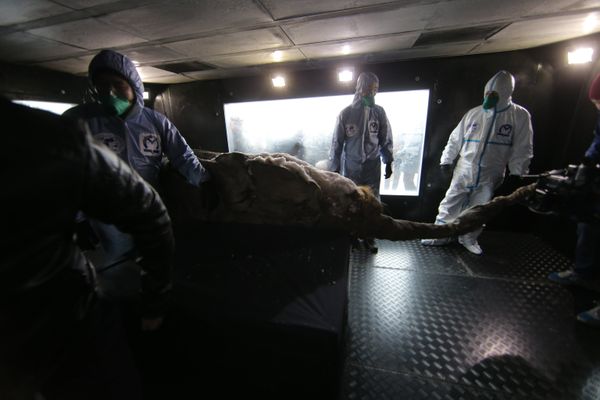 Baby Mammoth Yuka on Display in Moscow Baby Mammoth Yuka on Display in Moscow - Sputnik International