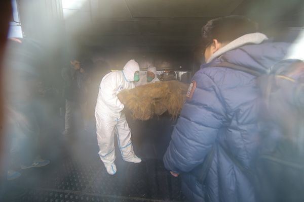 Baby Mammoth Yuka on Display in Moscow Baby Mammoth Yuka on Display in Moscow - Sputnik International