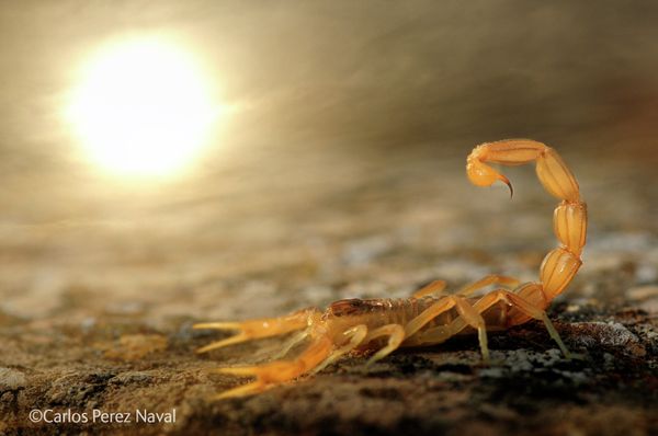 Best Wildlife Photos of 2014 Best Wildlife Photos of 2014 - Sputnik International
