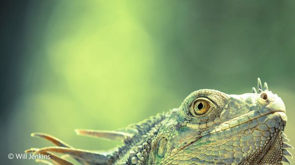 Green dragon by Will Jenkins (United Kingdom) - Sputnik International