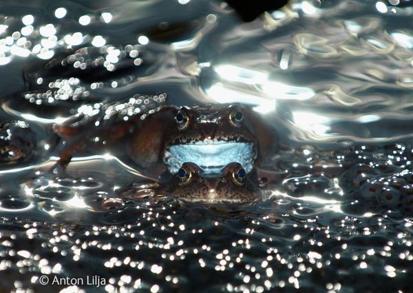 Best Wildlife Photos of 2014 Best Wildlife Photos of 2014 - Sputnik International