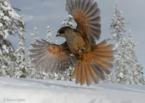 Best Wildlife Photos of 2014 Best Wildlife Photos of 2014 - Sputnik International