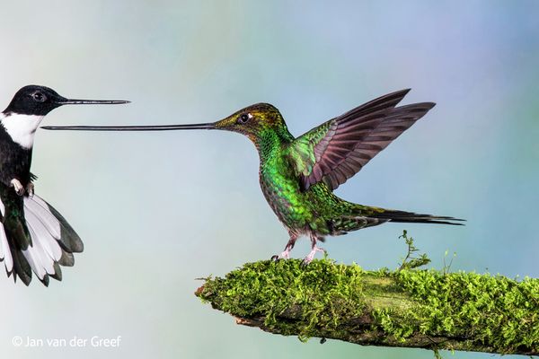 Best Wildlife Photos of 2014 Best Wildlife Photos of 2014 - Sputnik International