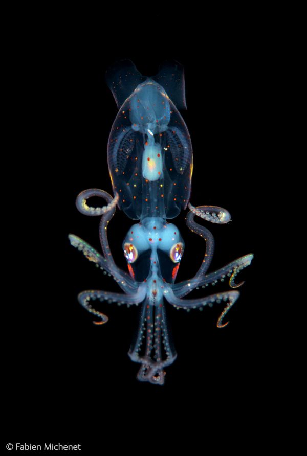 Best Wildlife Photos of 2014 Best Wildlife Photos of 2014 - Sputnik International