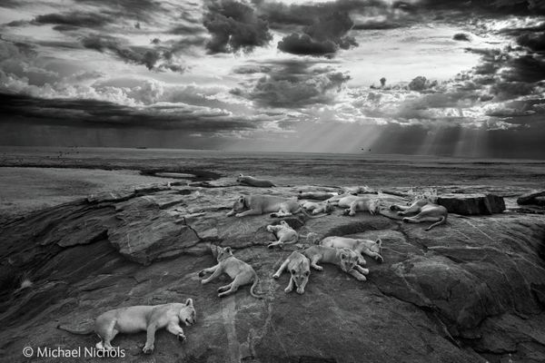 Best Wildlife Photos of 2014 Best Wildlife Photos of 2014 - Sputnik International