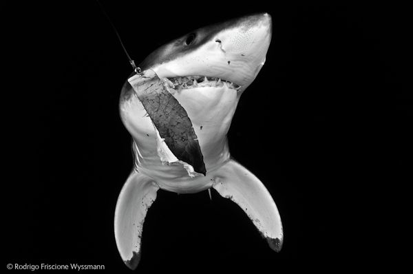 Best Wildlife Photos of 2014 Best Wildlife Photos of 2014 - Sputnik International