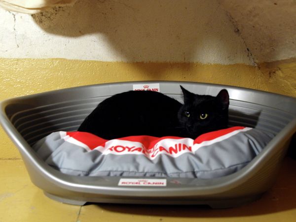 No Rat Shall Pass: Cats of the Hermitage Museum No Rat Shall Pass: Cats of the Hermitage Museum - Sputnik International