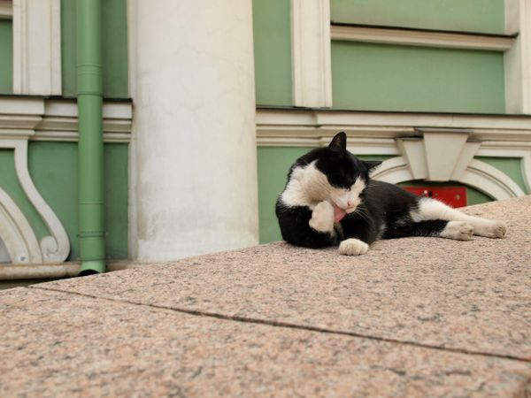 No Rat Shall Pass: Cats of the Hermitage Museum No Rat Shall Pass: Cats of the Hermitage Museum - Sputnik International