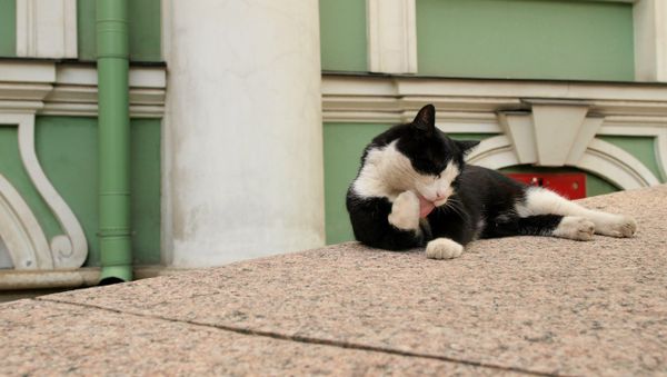 No Rat Shall Pass: Cats of the Hermitage Museum - Sputnik International