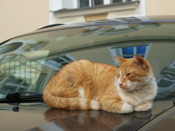 No Rat Shall Pass: Cats of the Hermitage Museum No Rat Shall Pass: Cats of the Hermitage Museum - Sputnik International