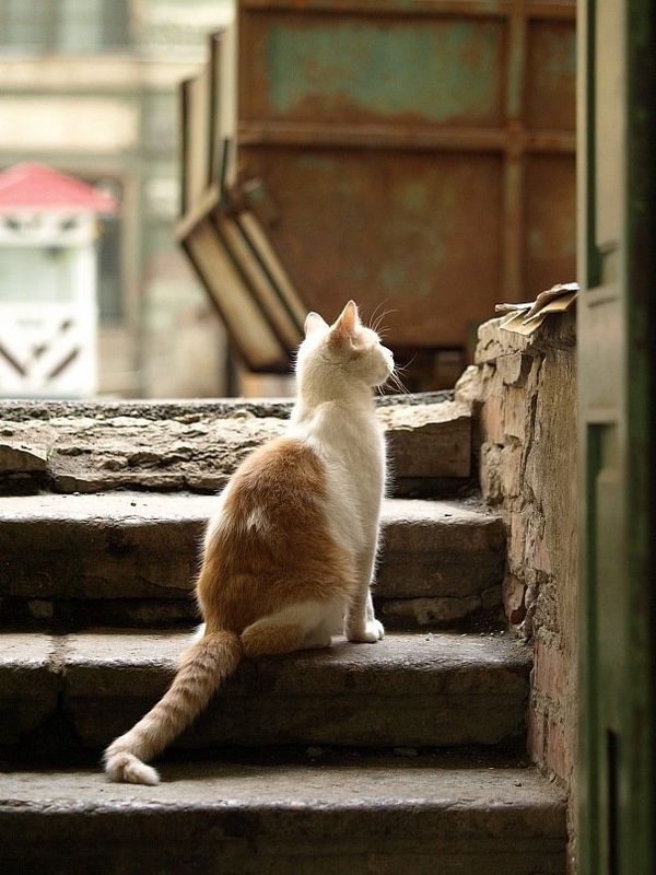 No Rat Shall Pass: Cats of the Hermitage Museum No Rat Shall Pass: Cats of the Hermitage Museum - Sputnik International