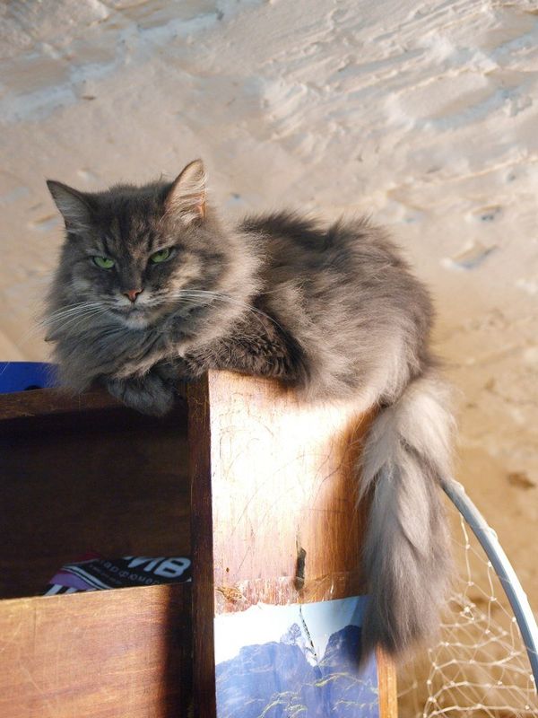 No Rat Shall Pass: Cats of the Hermitage Museum No Rat Shall Pass: Cats of the Hermitage Museum - Sputnik International