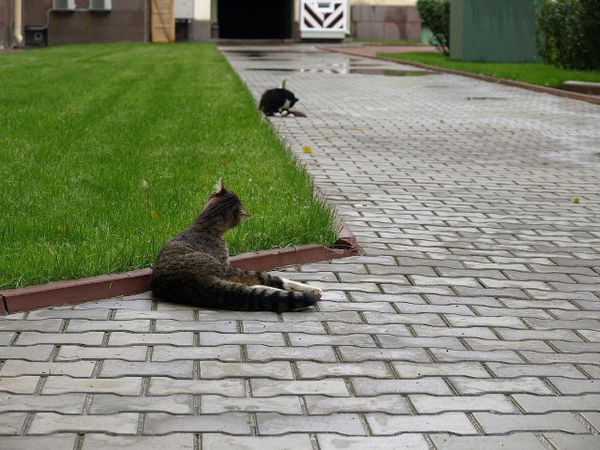 No Rat Shall Pass: Cats of the Hermitage Museum No Rat Shall Pass: Cats of the Hermitage Museum - Sputnik International