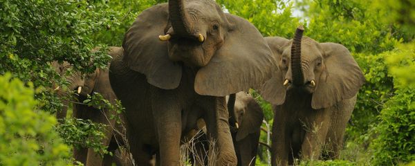 The US Army Research Office has taken interest in the work of a South African farmer who has been training African elephants to sniff out explosive devices. The US Army Research Office has taken interest in the work of a South African farmer who has been training African elephants to sniff out explosive devices. - Sputnik International