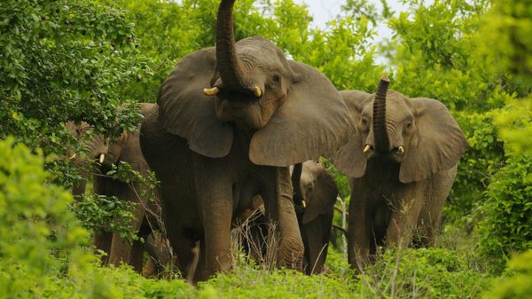 African Elephants - Sputnik International