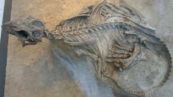 At the end of November, the fossils will be put on display at the Kemerovo Regional Museum of Local History. - Sputnik International