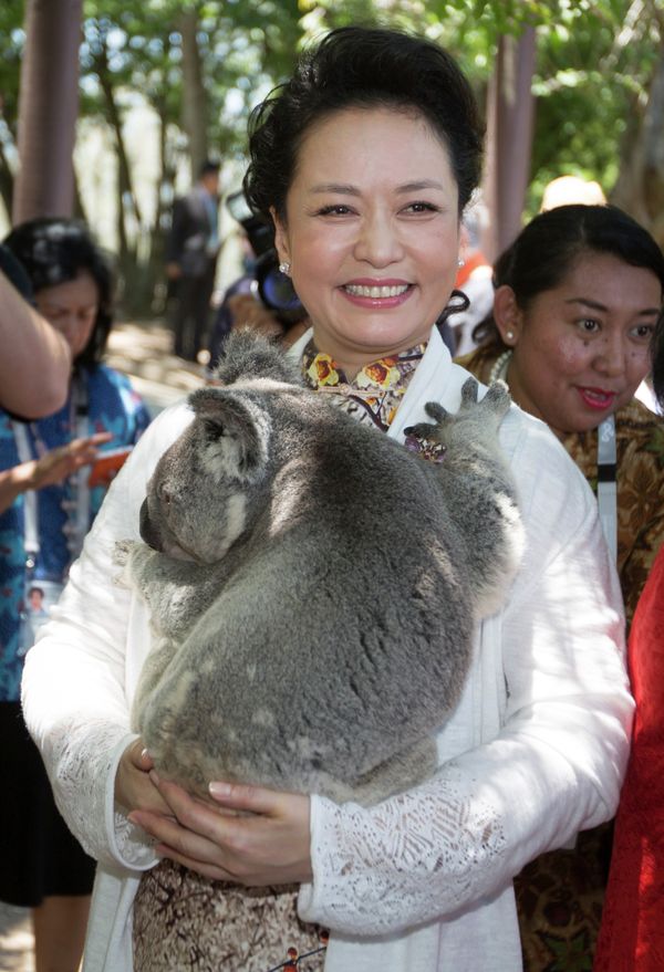 G20 Summit in Brisbane: Koala Diplomacy in Pictures - Sputnik International