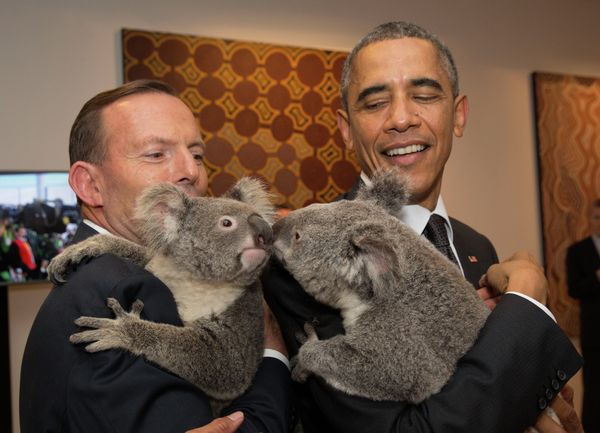 G20 Summit in Brisbane: Koala Diplomacy in Pictures - Sputnik International