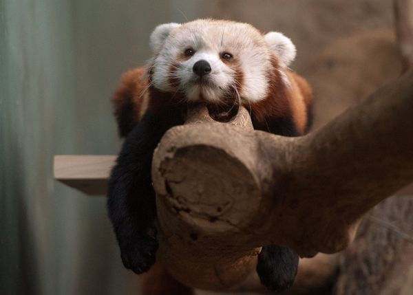 Red Panda Makes Herself at Home in the Moscow Zoo Red Panda Makes Herself at Home in the Moscow Zoo - Sputnik International