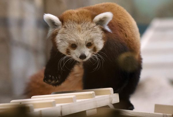 Red Panda Makes Herself at Home in the Moscow Zoo Red Panda Makes Herself at Home in the Moscow Zoo - Sputnik International