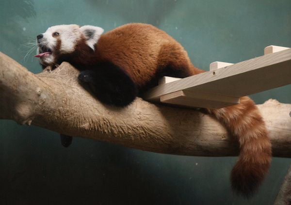Red Panda Makes Herself at Home in the Moscow Zoo Red Panda Makes Herself at Home in the Moscow Zoo - Sputnik International