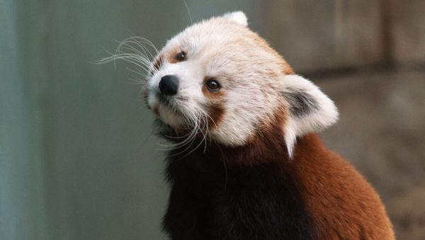 Red panda - Sputnik International