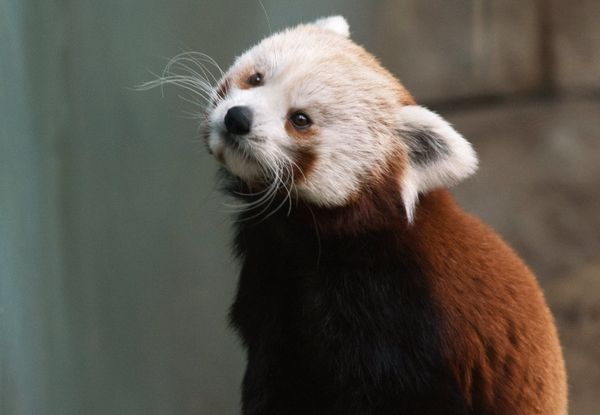 Red Panda Makes Herself at Home in the Moscow Zoo Red Panda Makes Herself at Home in the Moscow Zoo - Sputnik International