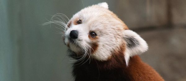 Red Panda Makes Herself at Home in the Moscow Zoo - Sputnik International