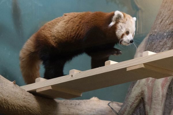 Red Panda Makes Herself at Home in the Moscow Zoo Red Panda Makes Herself at Home in the Moscow Zoo - Sputnik International