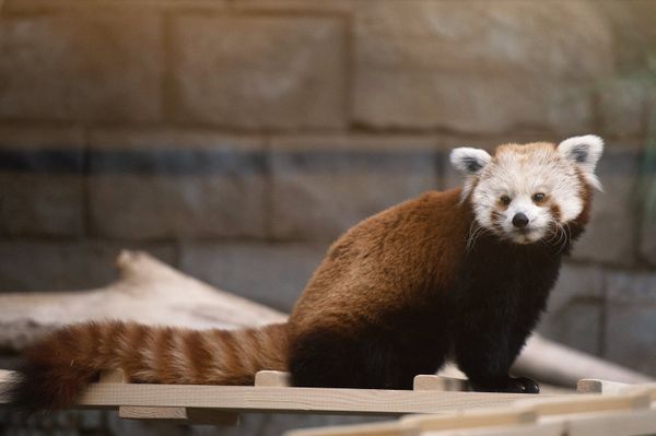 Red Panda Makes Herself at Home in the Moscow Zoo Red Panda Makes Herself at Home in the Moscow Zoo - Sputnik International