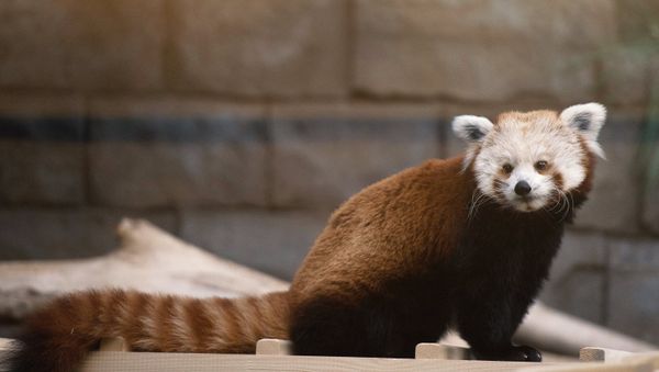 Red panda - Sputnik International