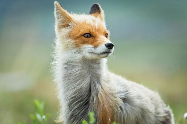 Russian Photographer Ivan Kislov Takes Amazing Pictures of Animals - Sputnik International