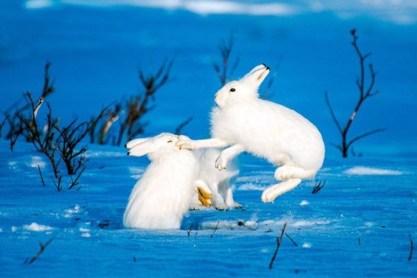 Russian Photographer Ivan Kislov Takes Amazing Pictures of Animals - Sputnik International