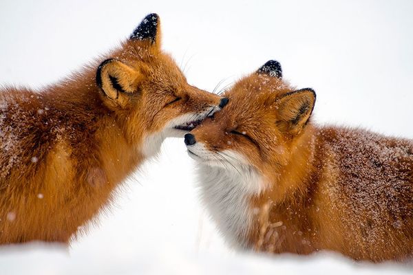 Russian Photographer Ivan Kislov Takes Amazing Pictures of Animals - Sputnik International