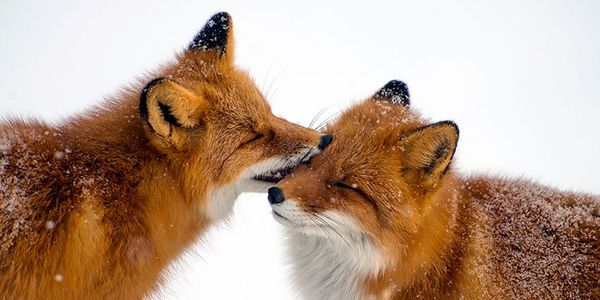 Russian Photographer Ivan Kislov Takes Amazing Pictures of Animals Russian Photographer Ivan Kislov Takes Amazing Pictures of Animals - Sputnik International