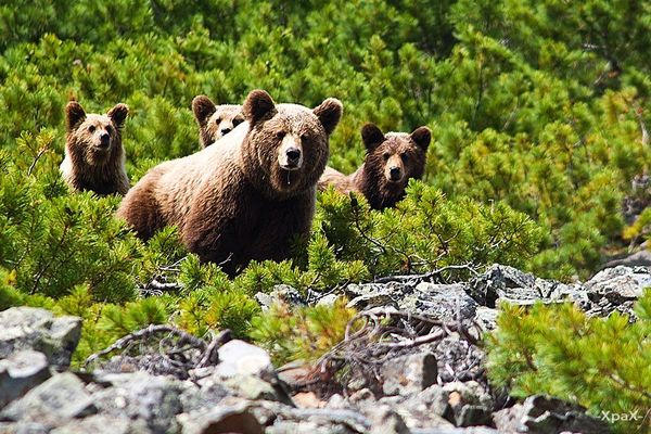 Russian Photographer Ivan Kislov Takes Amazing Pictures of Animals - Sputnik International