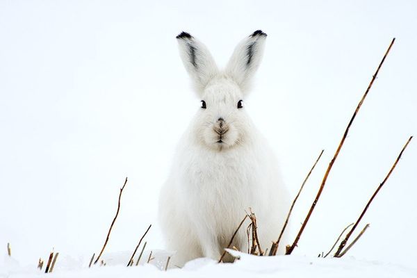 Russian Photographer Ivan Kislov Takes Amazing Pictures of Animals - Sputnik International