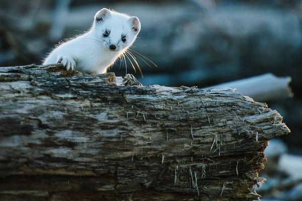 Russian Photographer Ivan Kislov Takes Amazing Pictures of Animals - Sputnik International